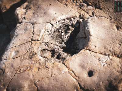 ...quando l�animale poggiava la zampa sui detriti e poi la sollevava, rialzava infatti una certa quantit� di sedimenti che andavano a posarsi sul bordo dell�impronta lasciata. Ci� dimostra che queste non sono semplici buche nella roccia calcarea